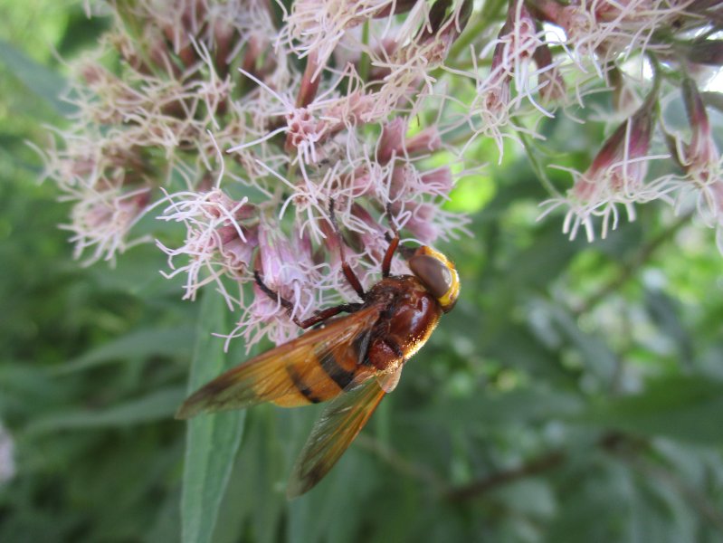 VOLUCELLE ZONEE. Insecte Diptère. butinant sur EUPATOIRE. Alan CROCHET